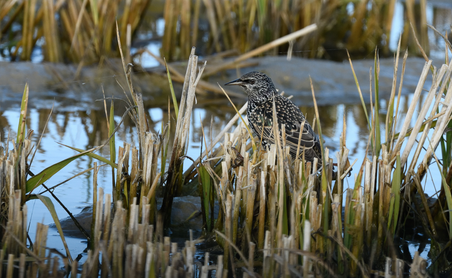 Sturnus vulgaris vulgaris [400 mm, 1/500 Sek. bei f / 11, ISO 1000]